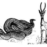 la biche et le boa
