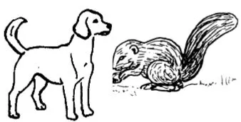 chien et ecureil